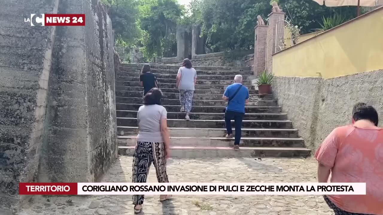 Corigliano Rossano invasione di pulci e zecche monta la protesta