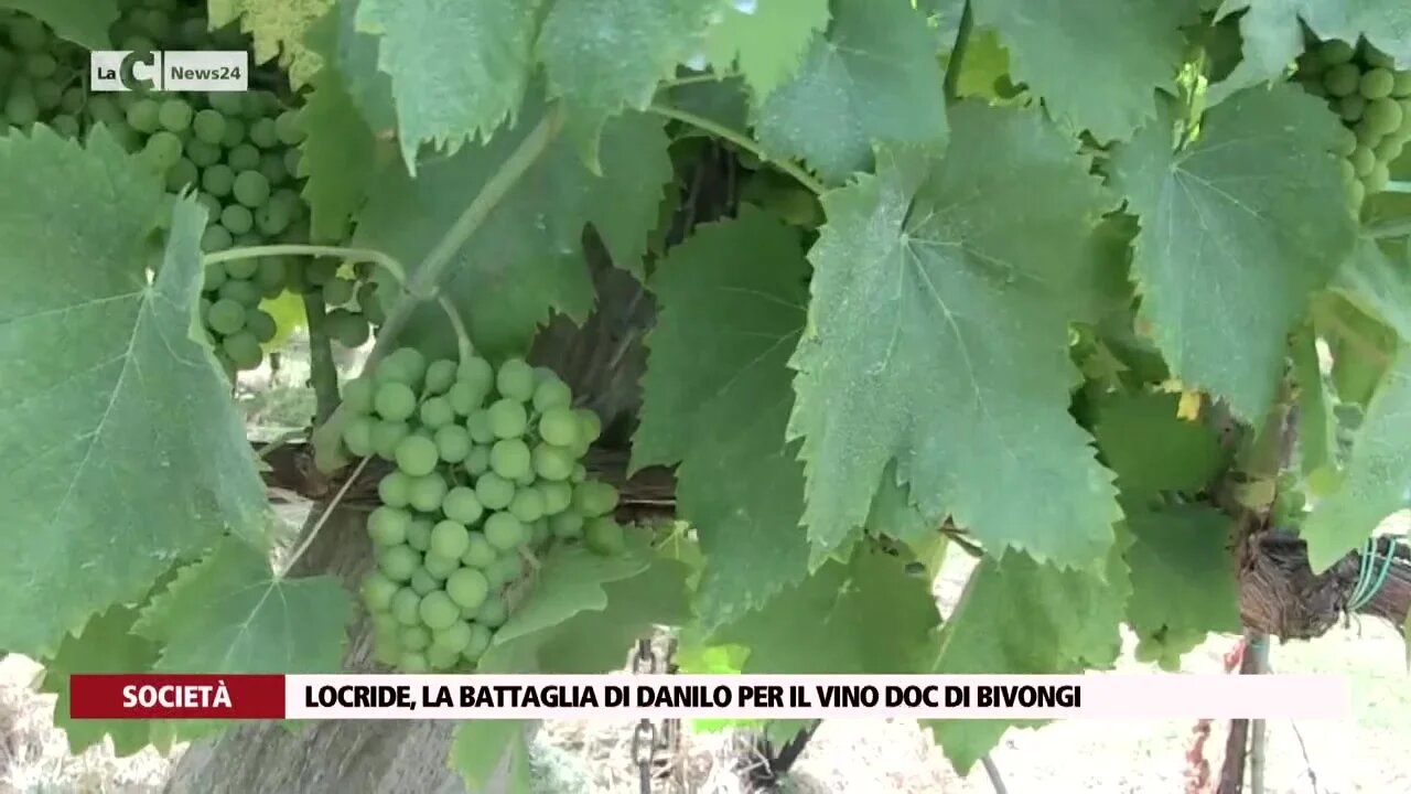 Locride, la battaglia di Danilo per il vino doc di Bivongi