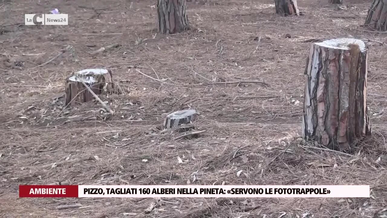 La pineta di Pizzo sfregiata dai ladri di legname e sporcata dagli incivili: «Subito le telecamere»