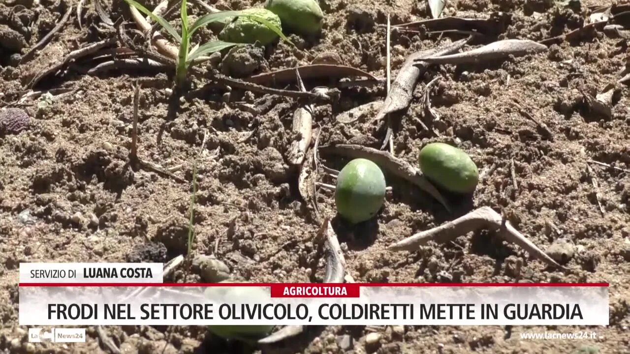 Frodi nel settore olivicolo, Coldiretti mette in guardia