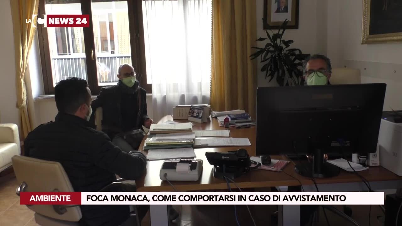 Foca monaca, come comportarsi in caso di avvistamento