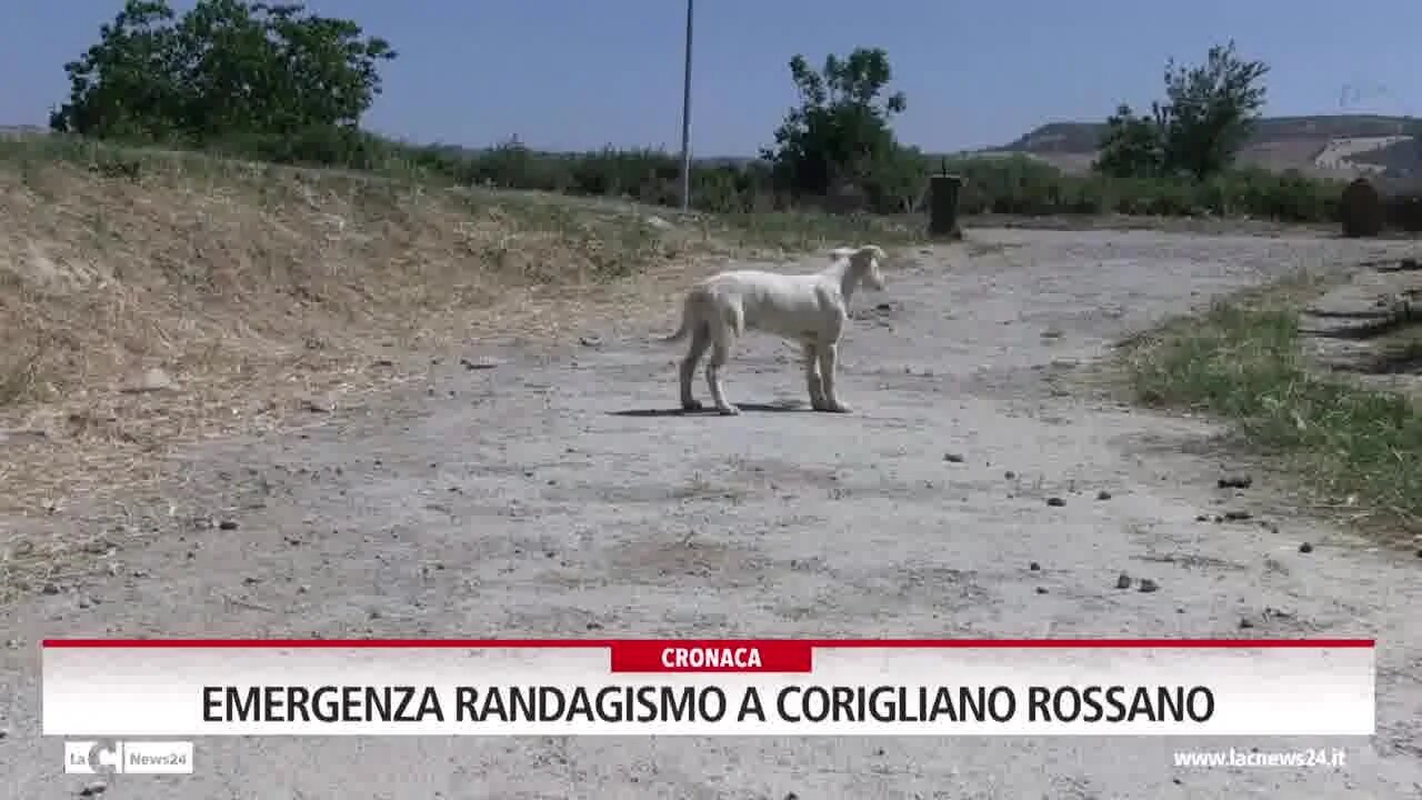 Emergenza randagismo a Corigliano Rossano