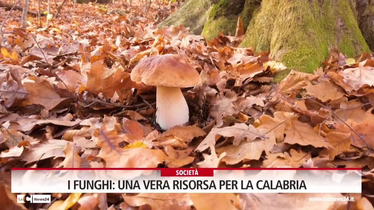 I funghi, una vera risorsa per la Calabria