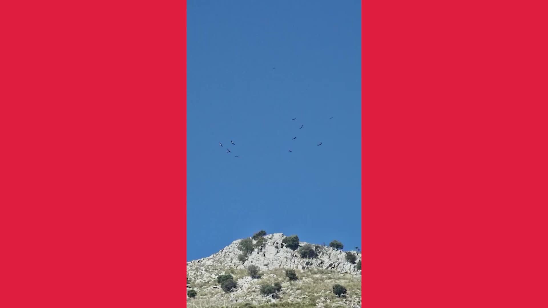 Nel Pollino torna il grifone: avvistato sui monti dell'Orsomarso dopo anni dalla sua scomparsa | VIDEO