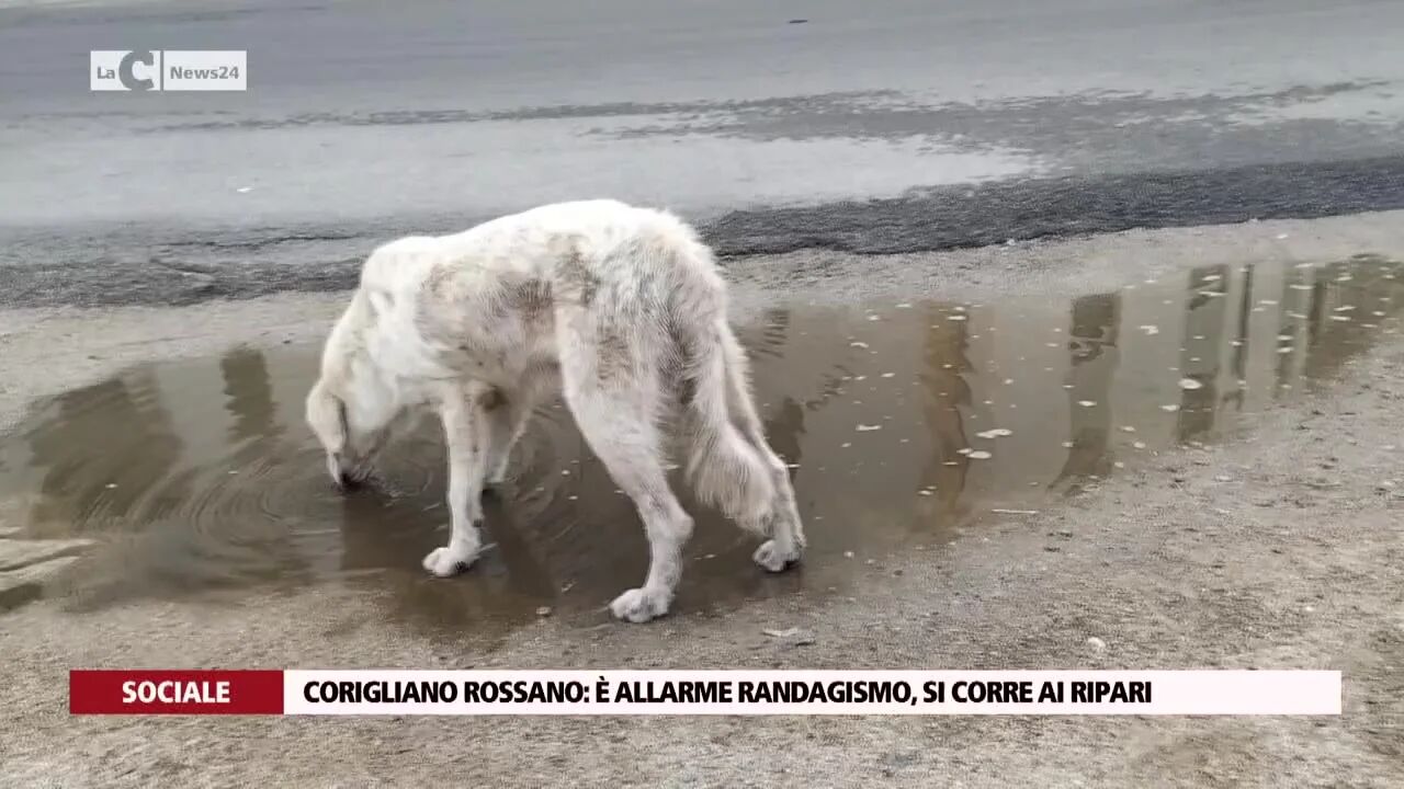 Corigliano Rossano: è allarme randagismo, si corre ai ripari