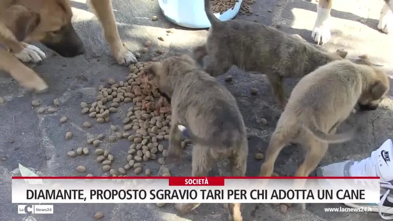 Diamante, proposto sgravio Tari per chi adotta un cane