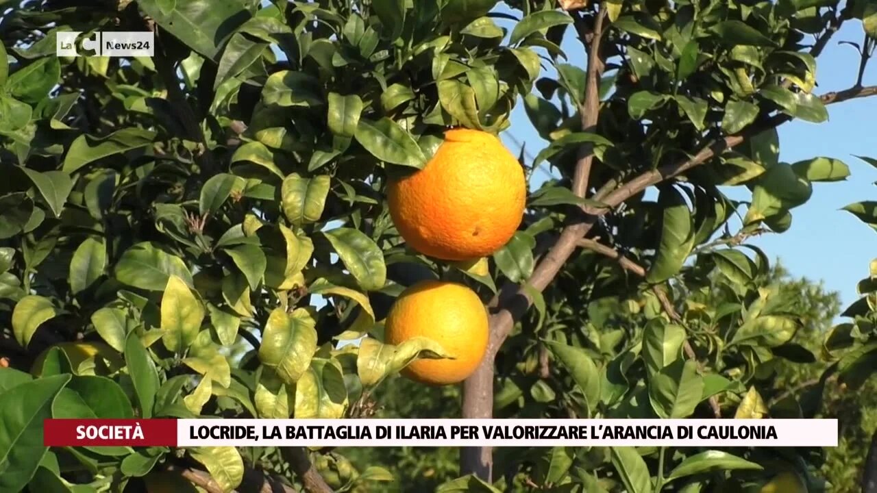 Locride, la battaglia di Ilaria per valorizzare l’arancia di Caulonia