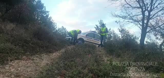 Istrice salvato nel Cosentino