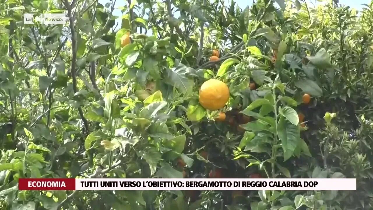 Tutti uniti verso l’obiettivo: Bergamotto di Reggio Calabria Dop