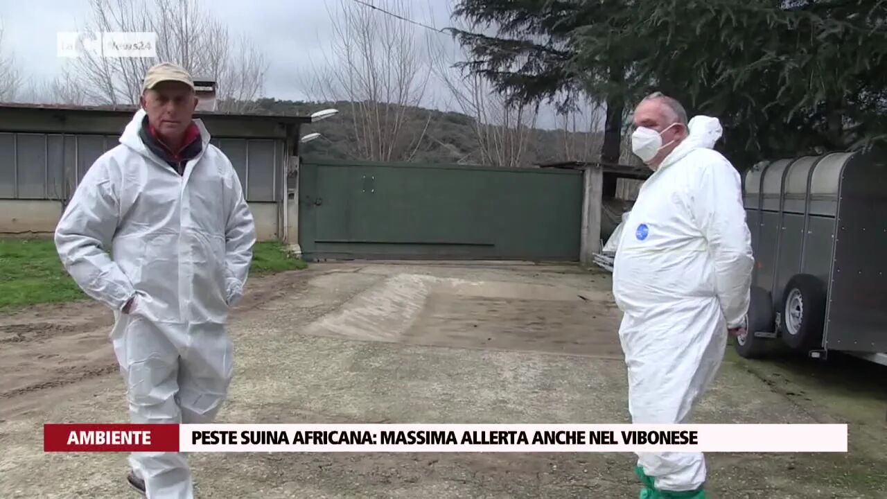 Peste suina africana: massima allerta anche nel vibonese