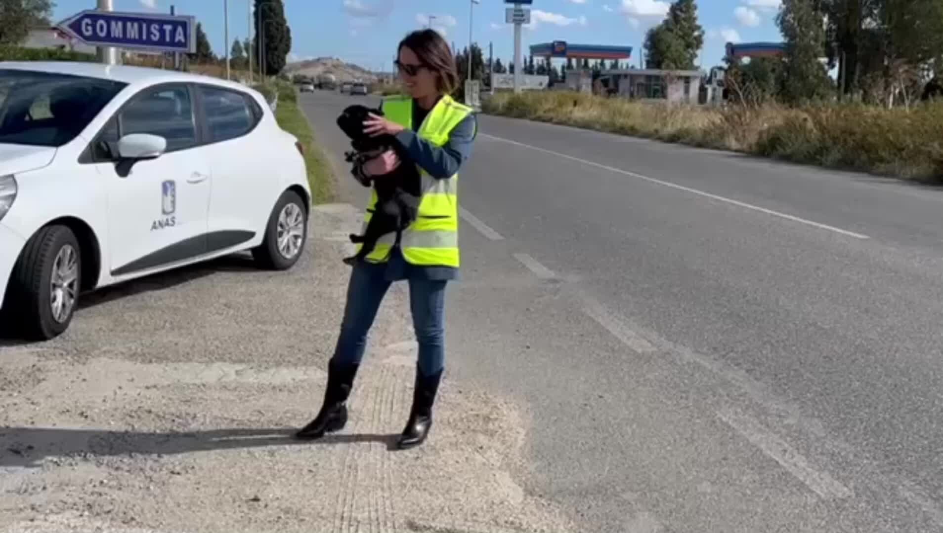 Cucciolo salvato sulla statale 106