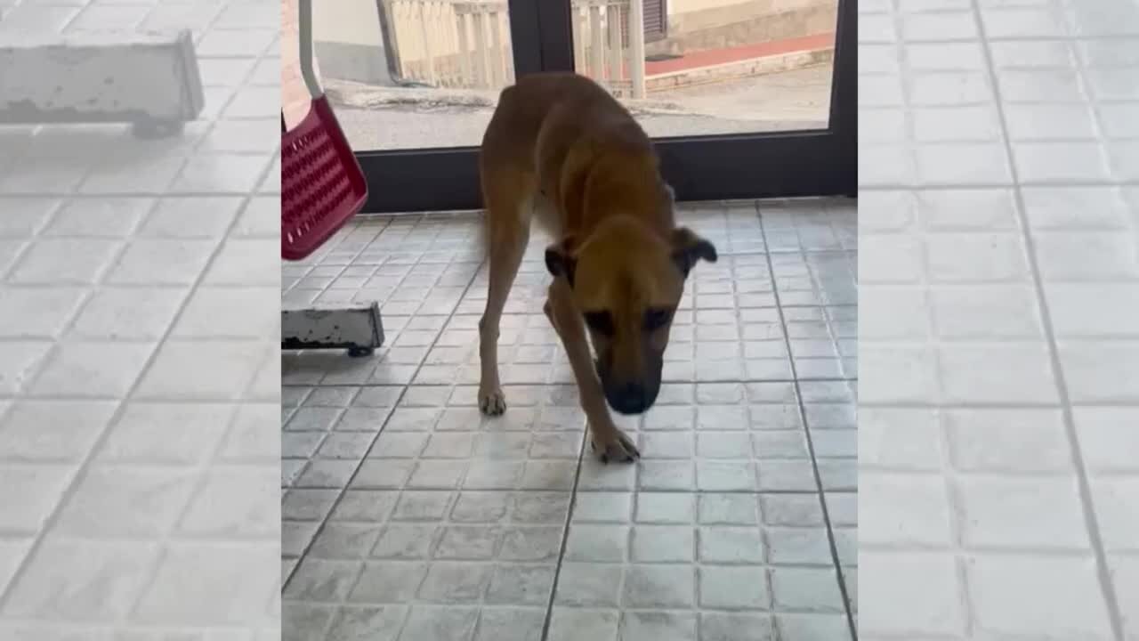 Cagnolino salvato nel Vibonese