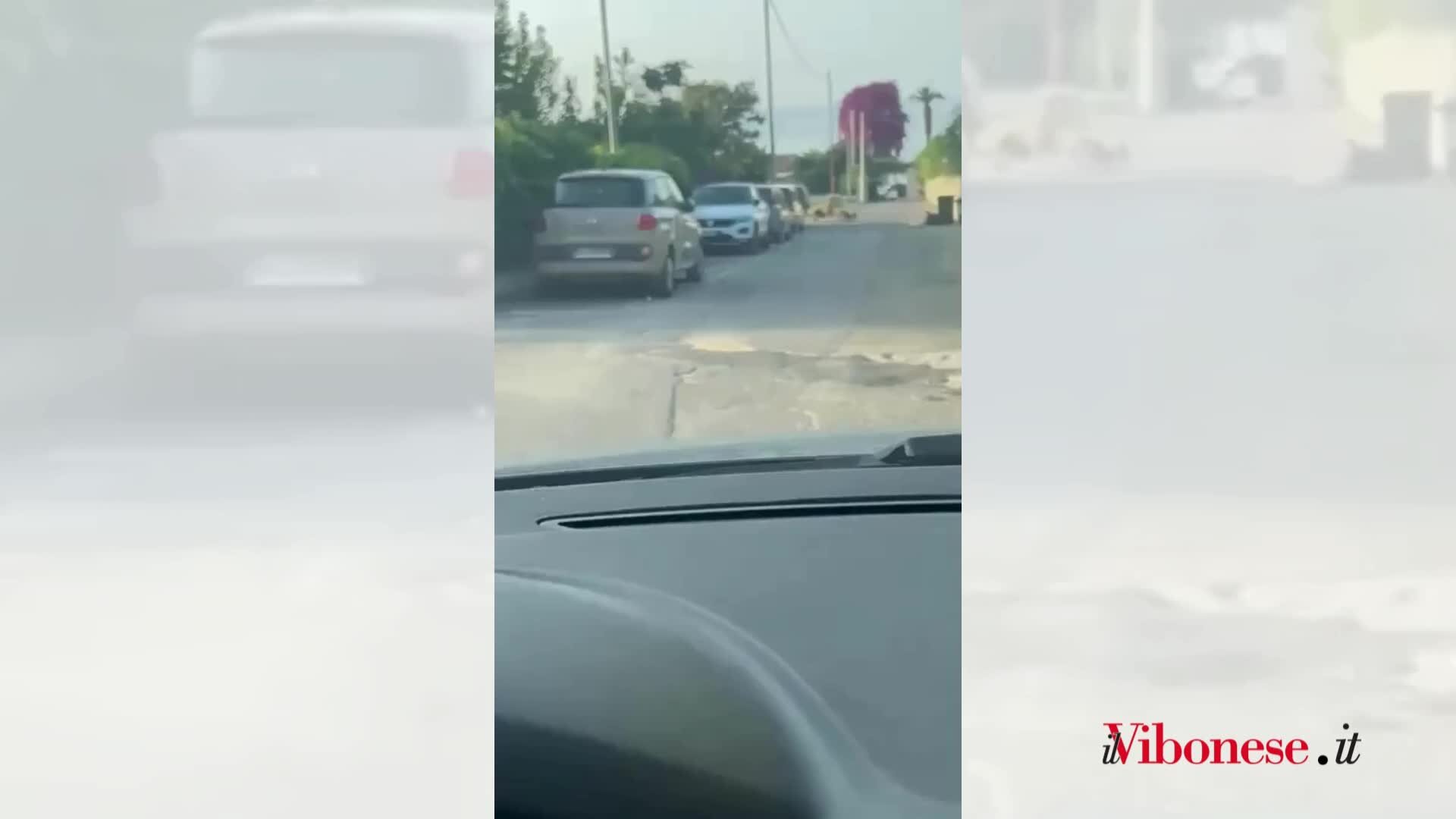 Allarme cinghiali a Tropea, dalla periferia al centro abitato l'invasione minaccia la sicurezza dei residenti: «Abbiamo paura a uscire di casa» - VIDEO