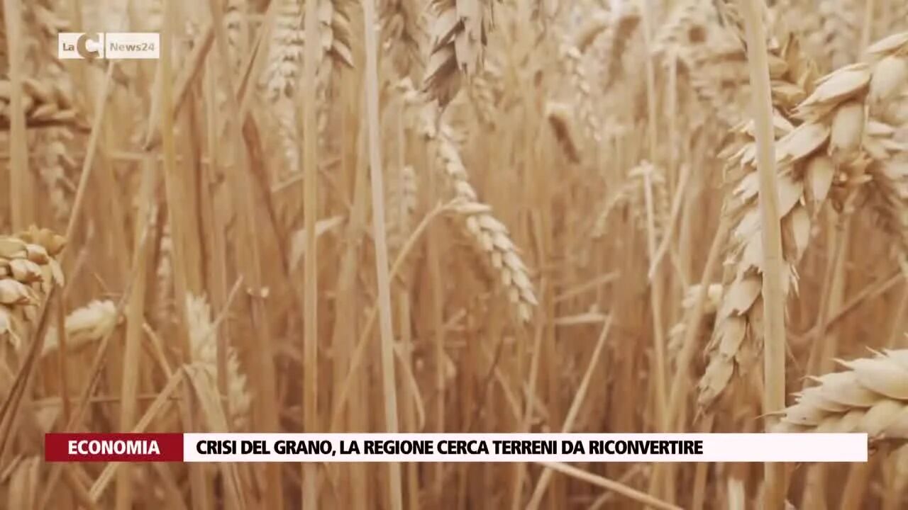 Crisi del grano, la Regione cerca terreni da riconvertire