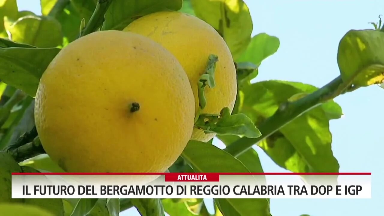 Il futuro del bergamotto di Reggio Calabria tra DOP e IGP