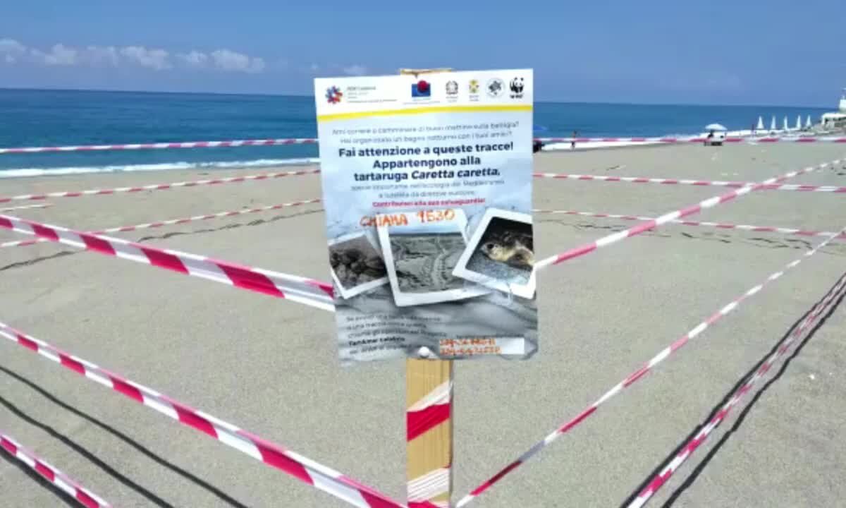 Bonifati, tartaruga Caretta Caretta depone le uova sulla spiaggia di Paneduro