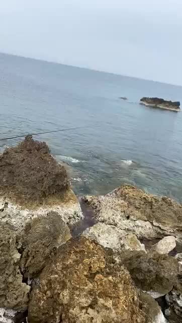 crotone, avvistata una foca monaca
