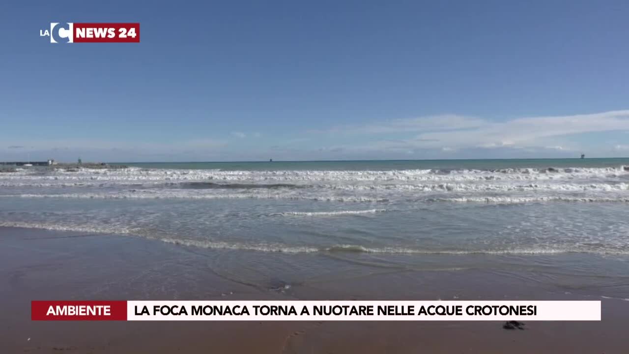 La foca monaca torna a nuotare nelle acque crotonesi