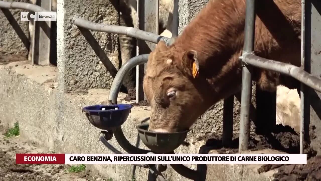 Caro benzina, ripercussioni sull’unico produttore di carne biologica in Calabria