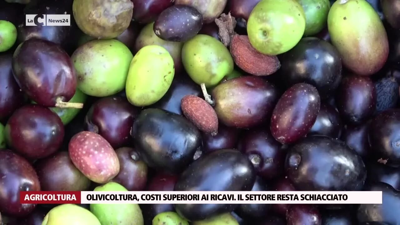 Olivicoltura, costi superiori ai ricavi. Il settore resta schiacciato
