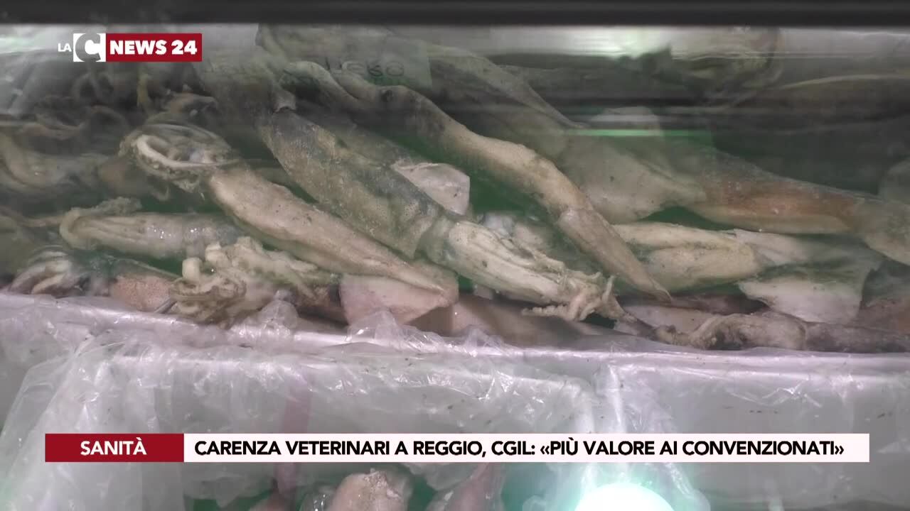 Carenza veterinari a Reggio, Cgil: «Più valore ai convenzionati»