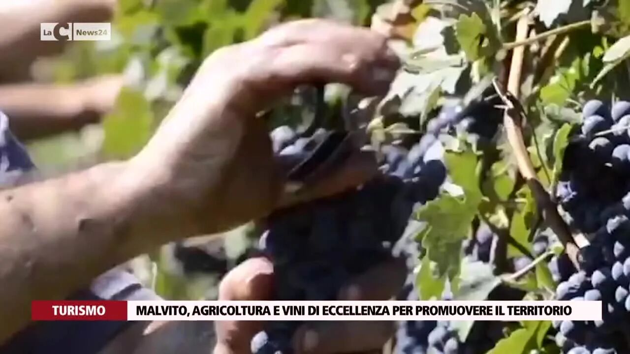 Malvito, agricoltura e vini di eccellenza per promuovere il territorio