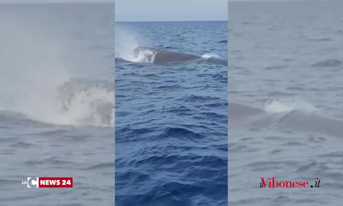 Il mare calabrese non smette di stupire: il VIDEO di uno splendido capodoglio al largo di Tropea