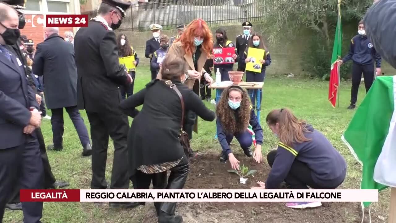 Reggio Calabria, piantato l’albero della legalità di Falcone
