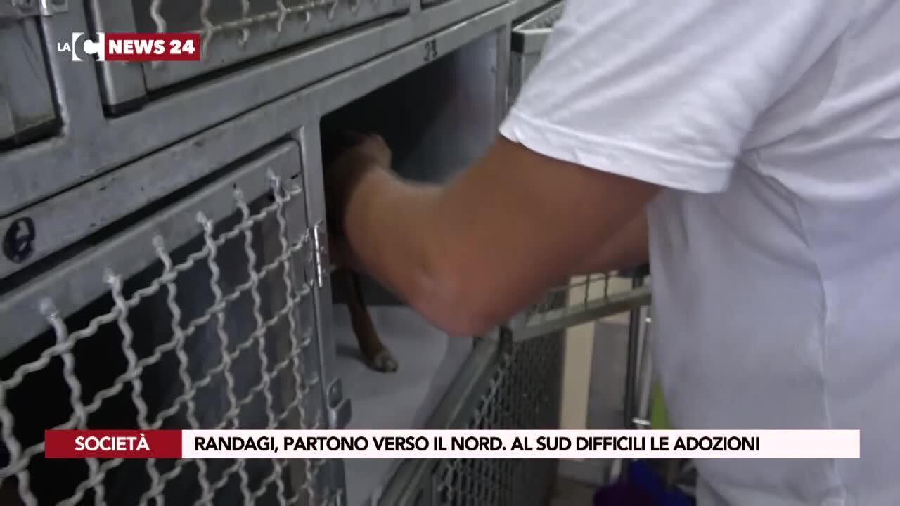 Randagi partono verso Nord. Al Sud difficili le adozioni
