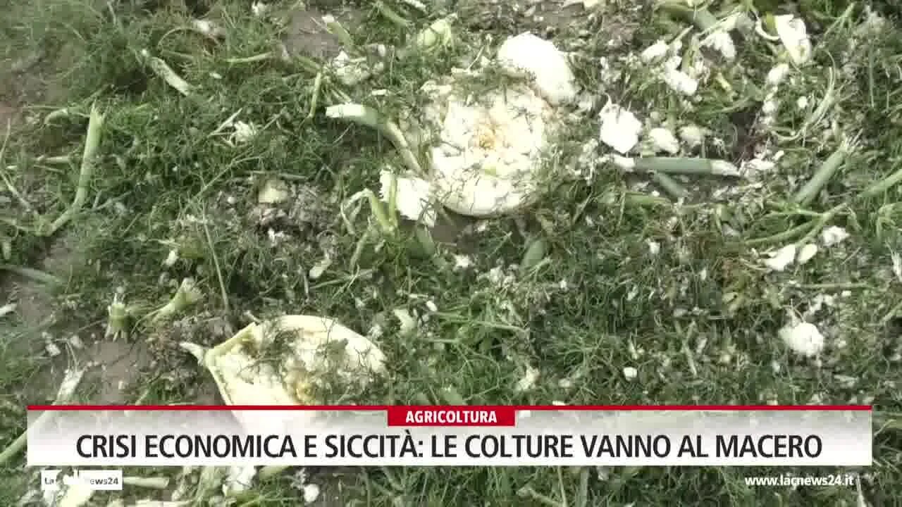 Crisi economica e siccità: le colture vanno al macero