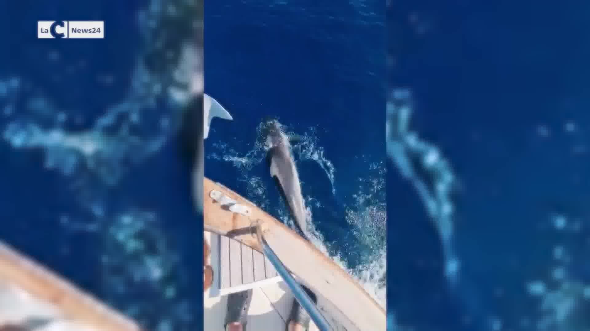 Il ballo dei delfini a Porto Santa Venere - lacalabriavisione