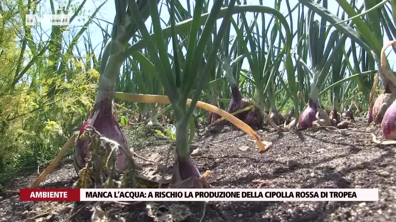 Manca l’acqua, a rischio la produzione della cipolla rossa di Tropea