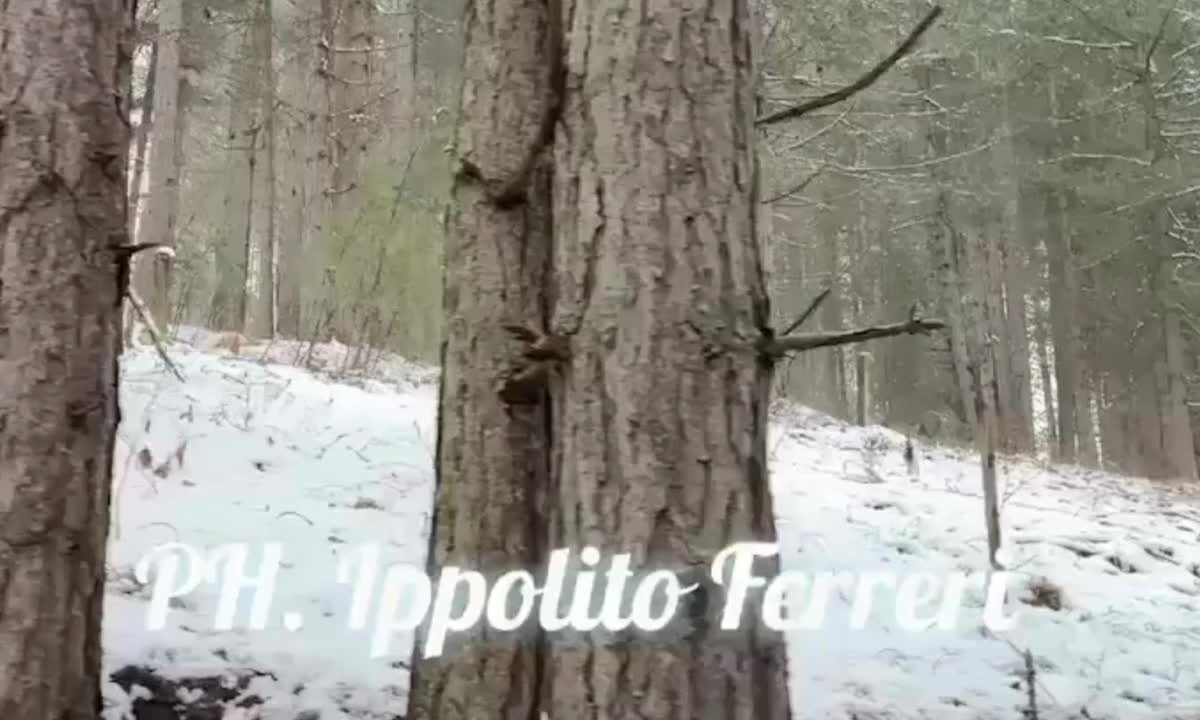 Un lupo della Sila fa capolino tra i boschi innevati dell'altopiano | VIDEO