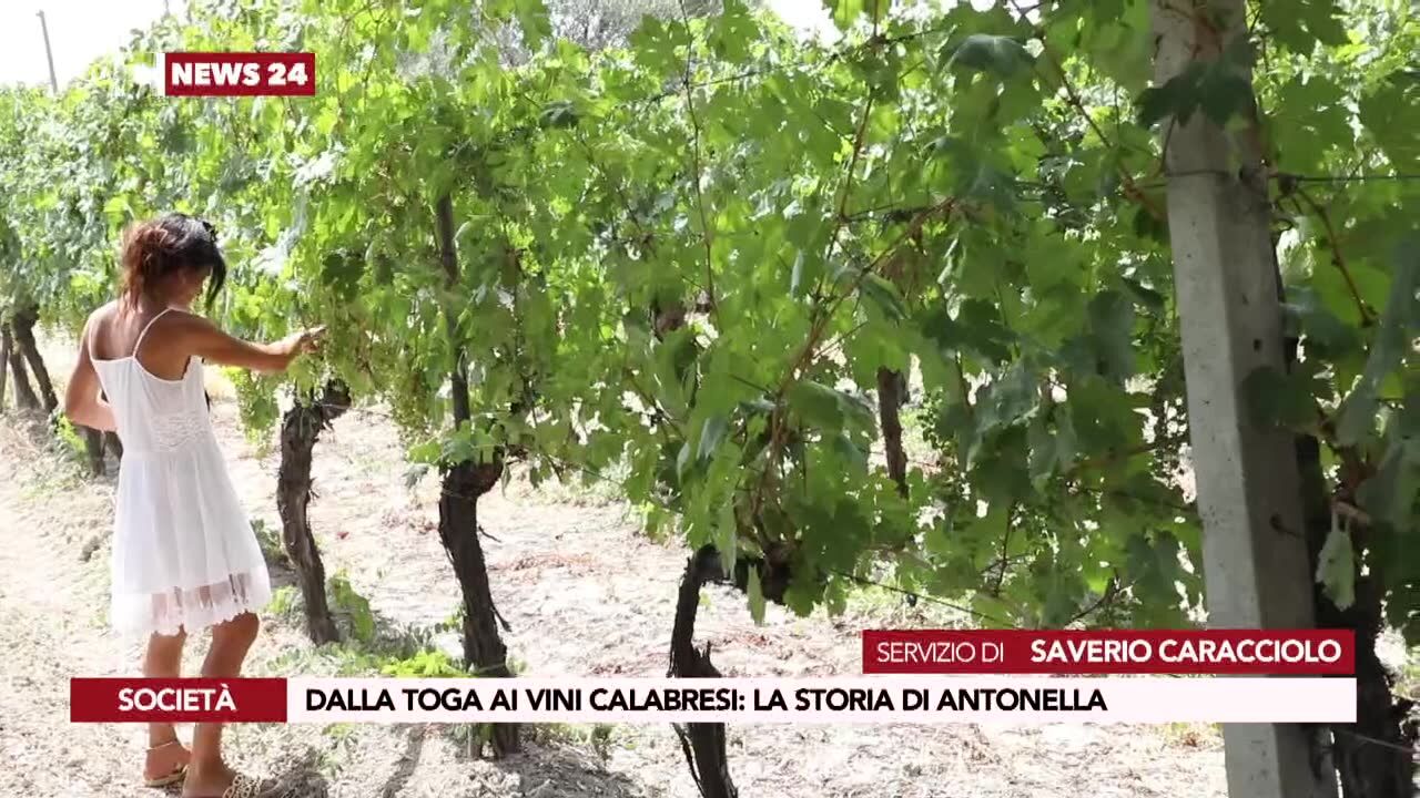 Dalla toga ai vini calabresi: la storia di Antonella
