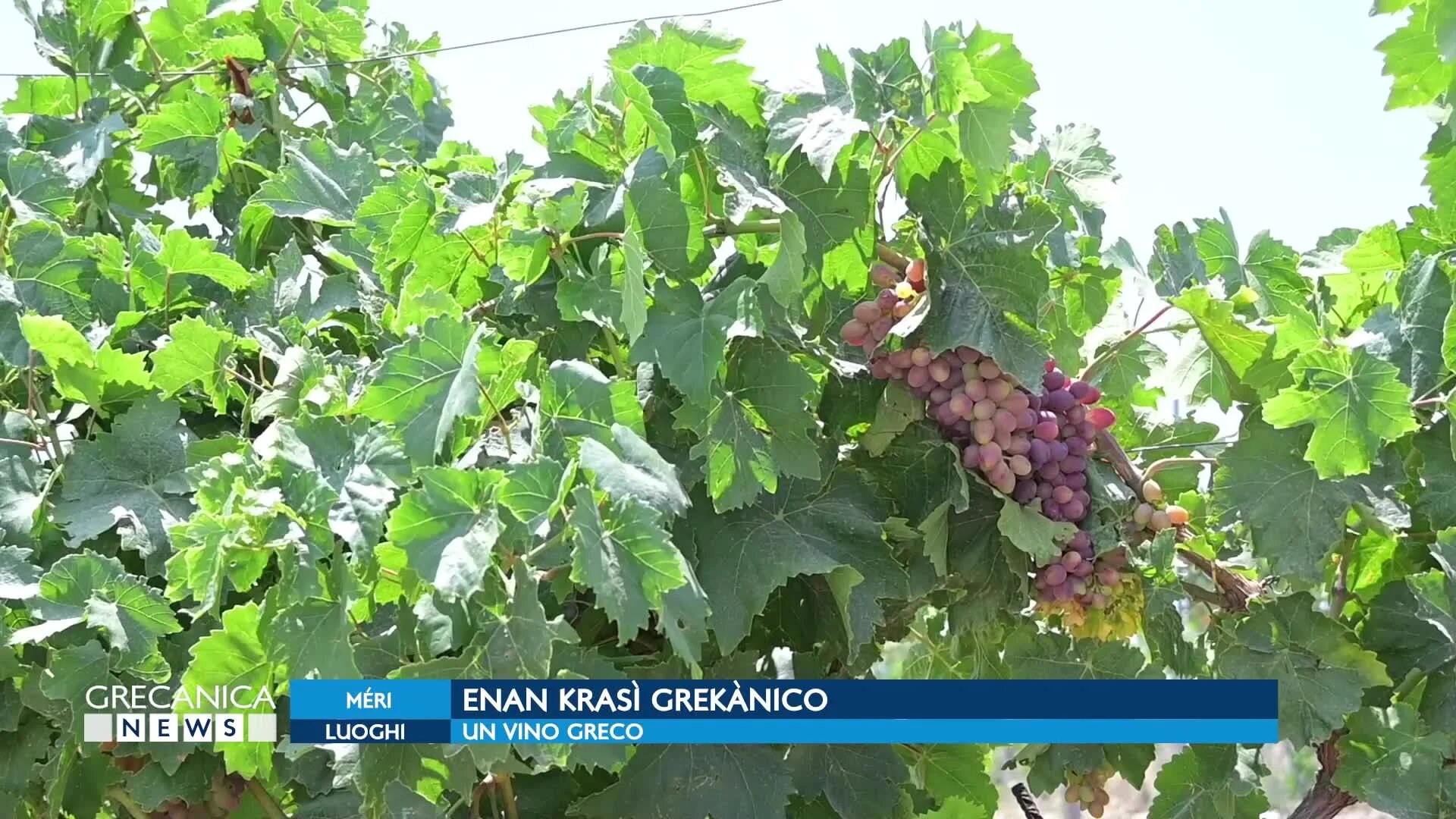 Dalle vigne secolari di Palizzi un vino greco che è un viaggio in una storia lunga quattro generazioni