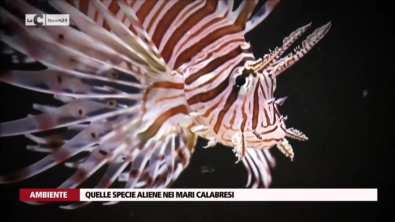 Quelle specie aliene nei mari calabresi