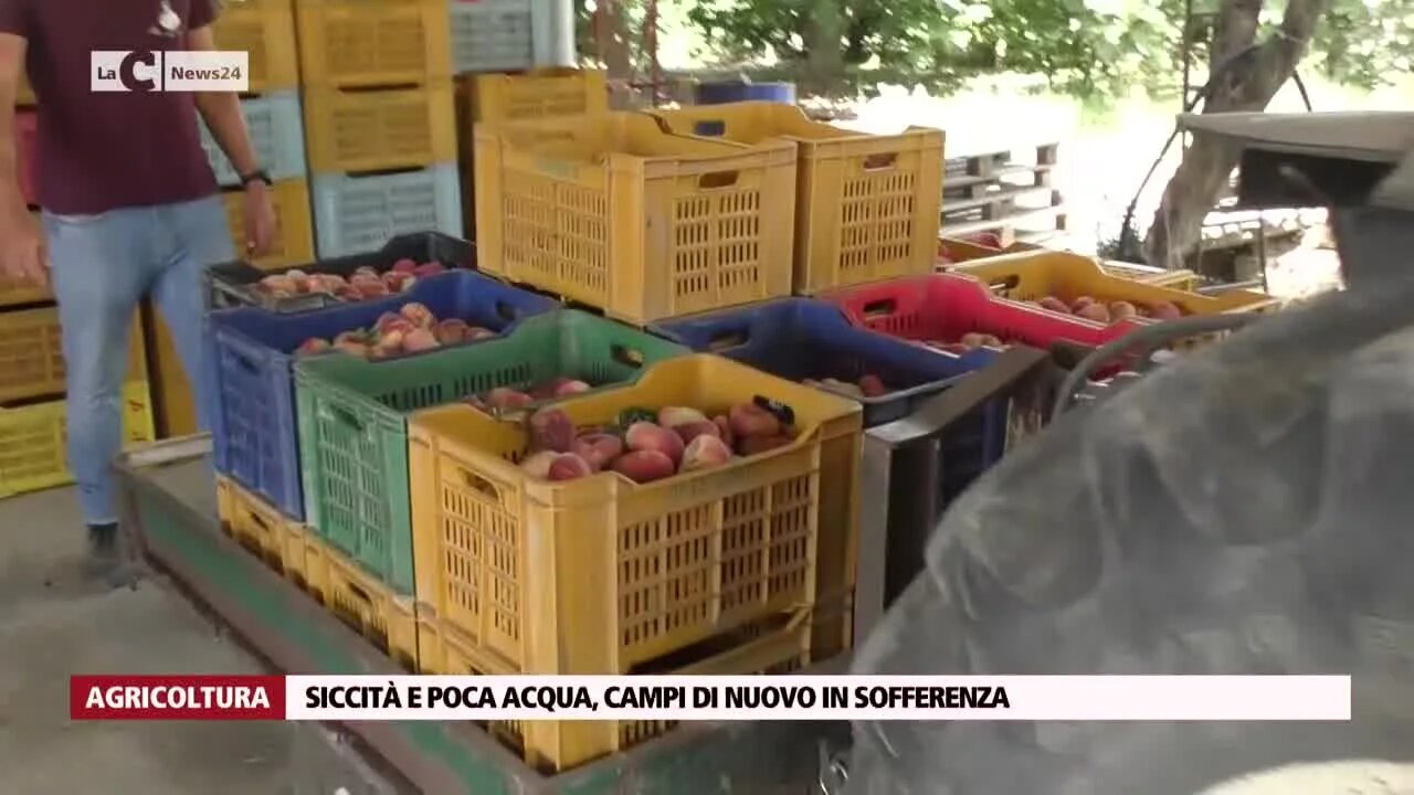 Campi bruciati da siccità ma l’acqua è troppo poca, gli agricoltori: «Il 50% del raccolto è andato perduto»