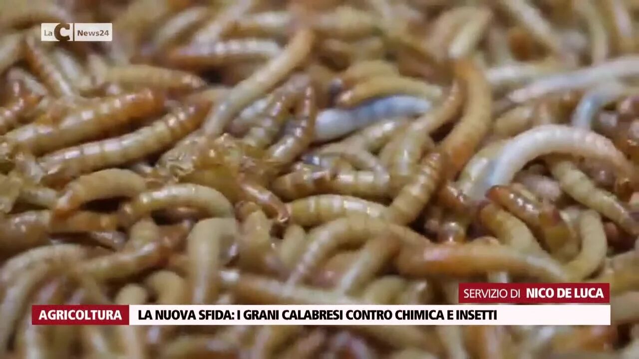 La nuova sfida: i grani calabresi contro chimica e insetti