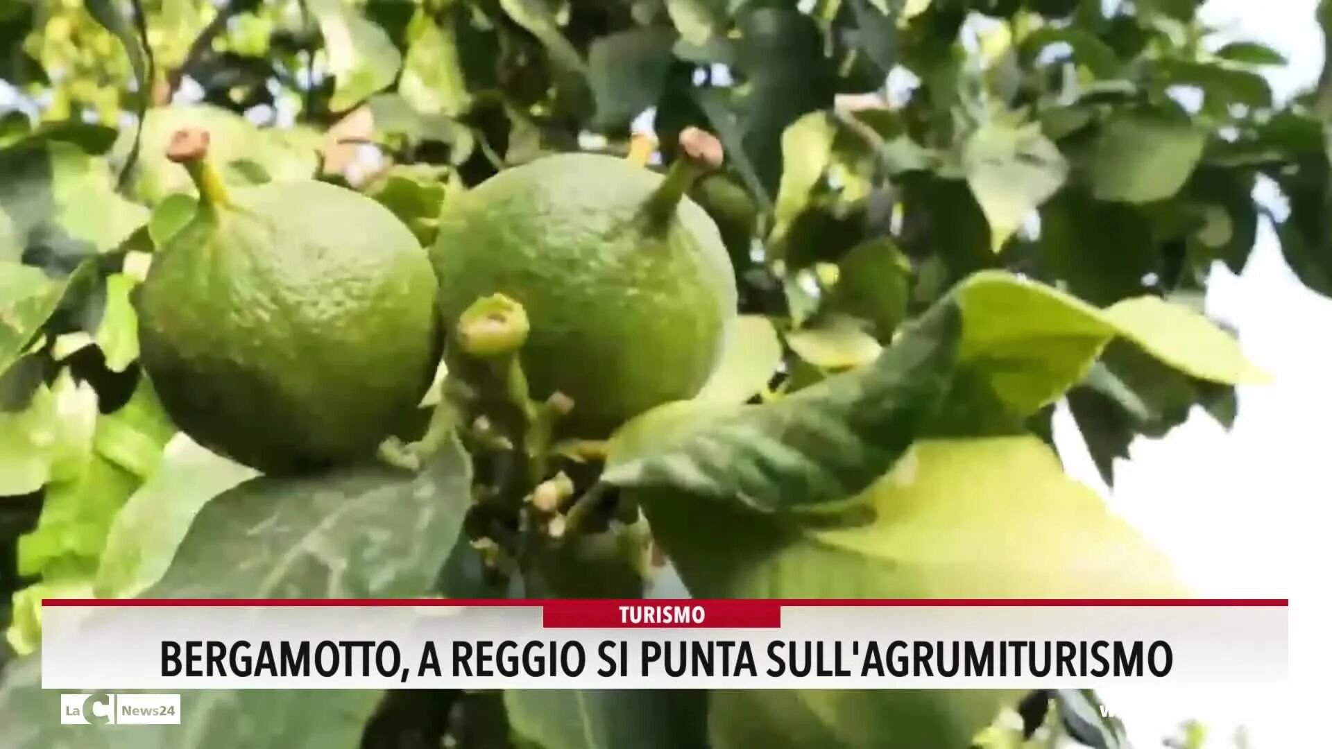 Bergamotto, a Reggio si punta sull’agrumiturismo