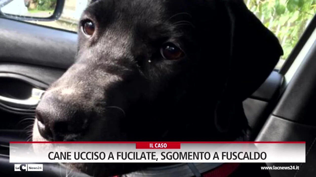 Cane ucciso a fucilate, sgomento a Fuscaldo