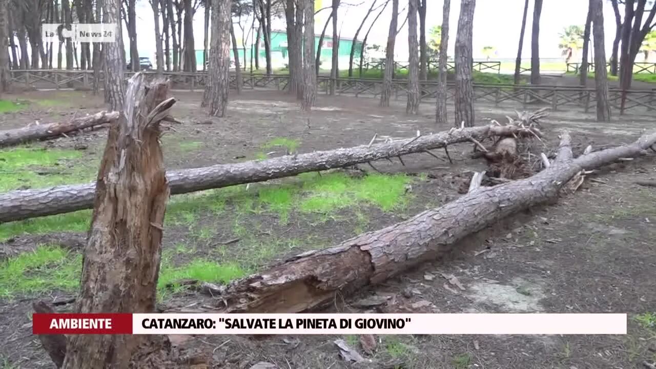 Catanzaro: "Salvate la pineta di Giovino"