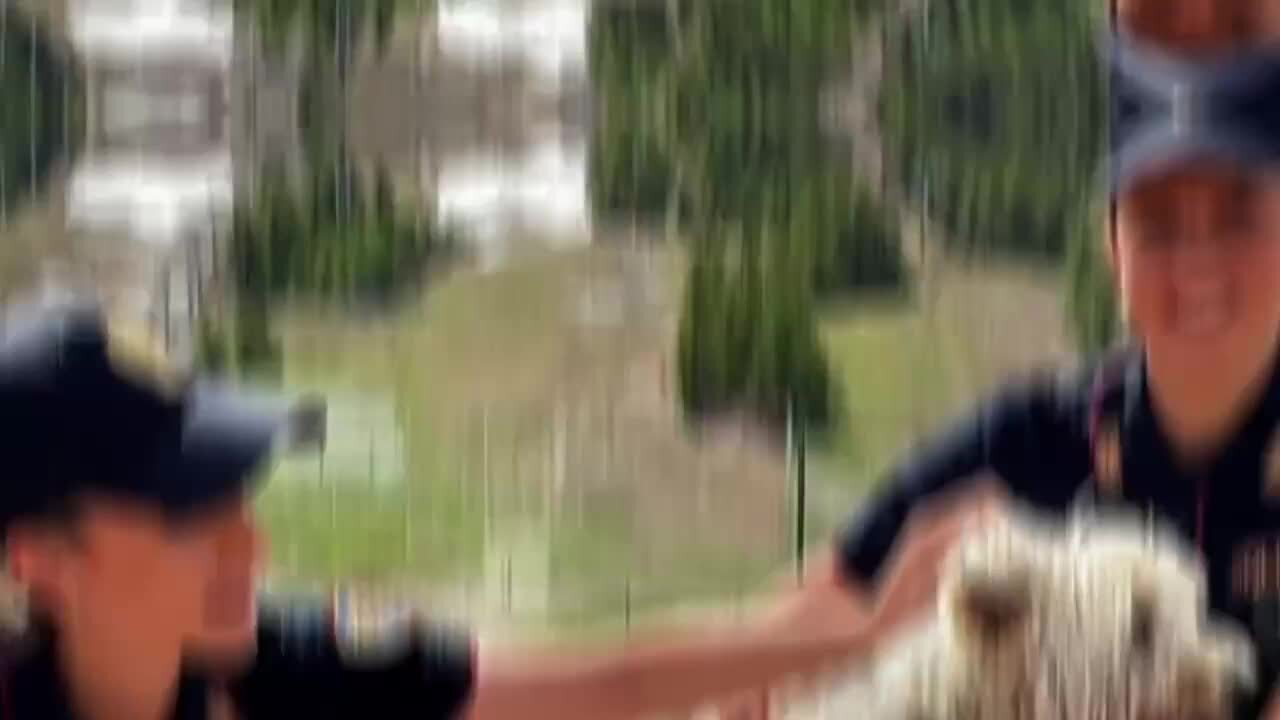 Abbandonare un animale è reato: lo spot della Polizia di Stato | VIDEO