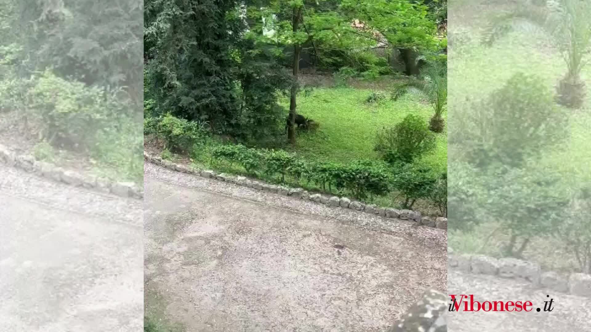 Cinghiali a spasso nella Villa comunale di Vibo in pieno giorno: residenti preoccupati per avvistamenti e aggressioni ai cani - VIDEO