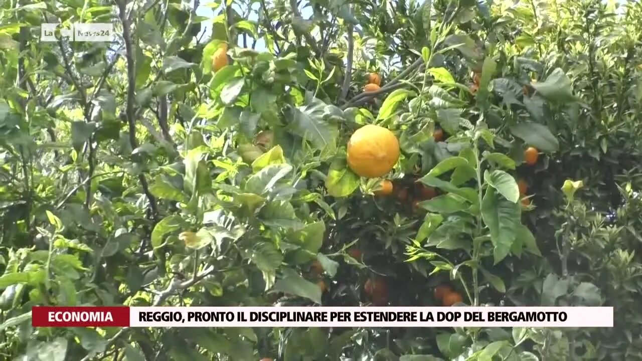 Reggio, pronto il disciplinare per estendere la dop del bergamotto