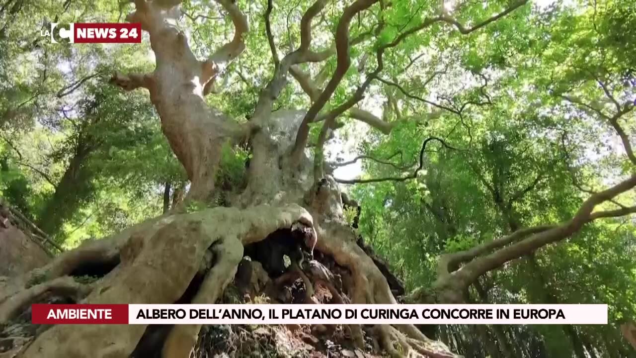 Albero dell’anno, il platano di Curinga concorre in Europa