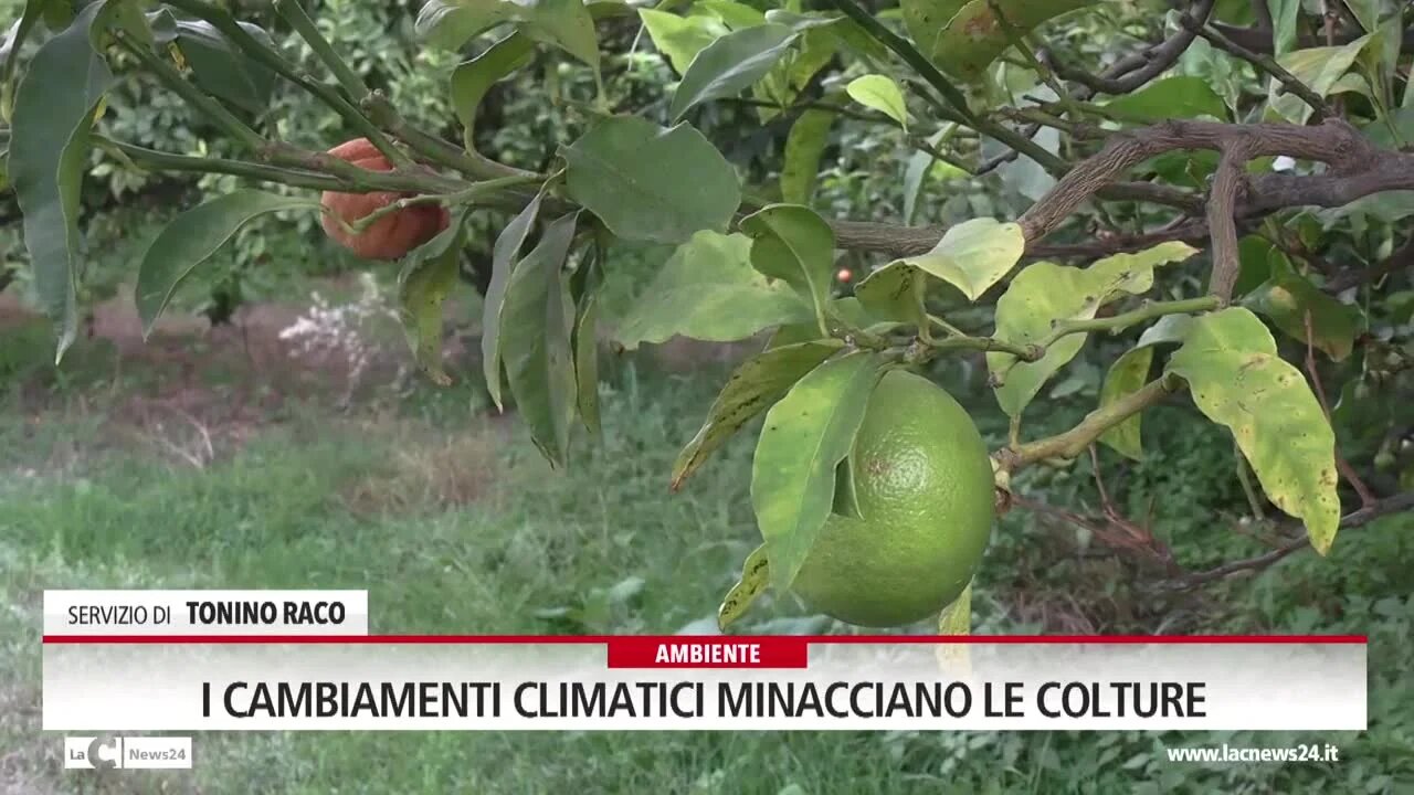 I cambiamenti climatici minacciano le colture