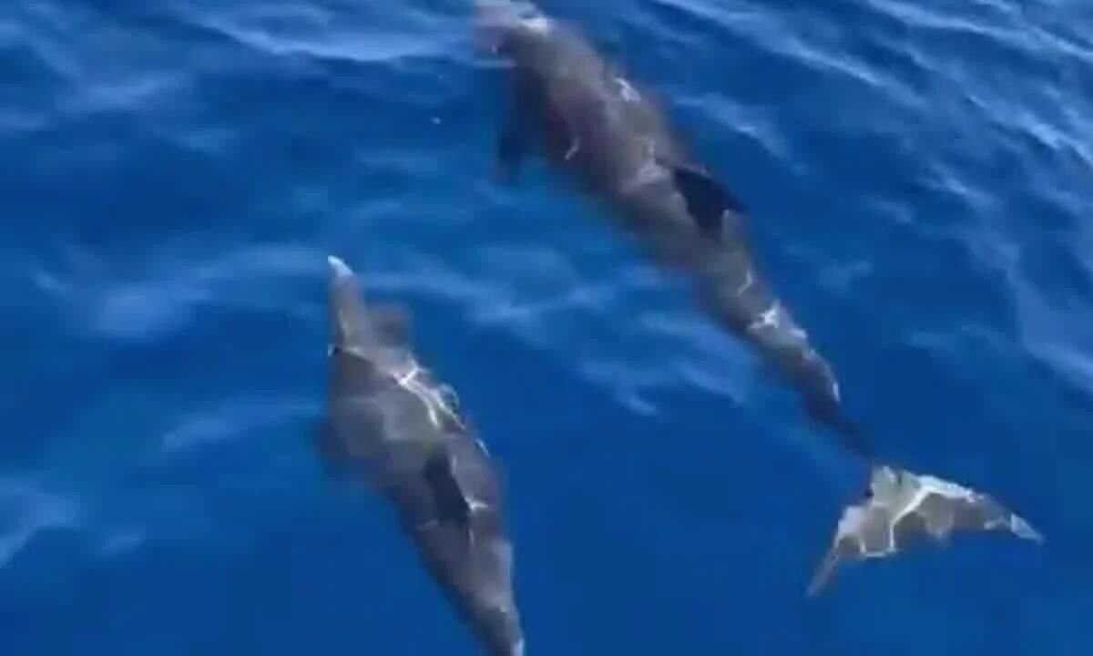 Il gran giorno dei delfini, tre esemplari avvistati al largo di Cetraro | VIDEO