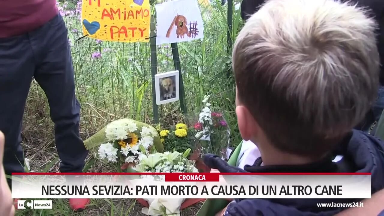 Nessuna sevizia: Pati morto a causa di un altro cane