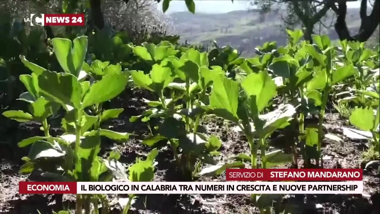 Il biologico in Calabria tra numeri in crescita e nuove partnership