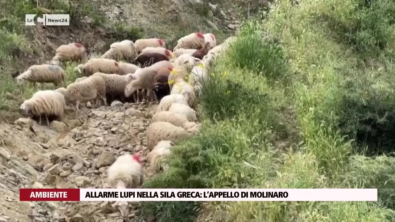 Allarme lupi nella Sila greca: l’appello di Molinaro